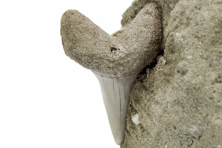 Fossil Mako Shark Tooth On Sandstone - Bakersfield, CA #223710